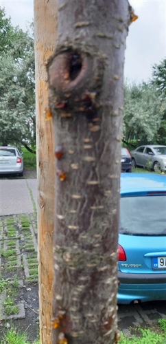 Alej V Olšinách prochází obnovou, kácí se napadené sakury
