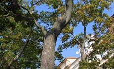 Kácení dřevin v ul. Bajkalská na pozemcích parc.č. 1623/1 a...