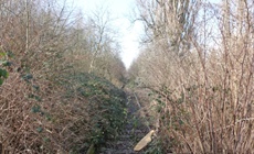 Kácení dřevin z důvodu výstavby tramvajové tratě Olšanská –...