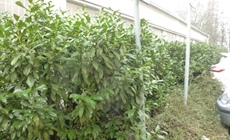 Kácení dřevin v Záběhlicích