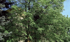 Pozvání na dendrologickou přednášku a vycházku v Malešicích