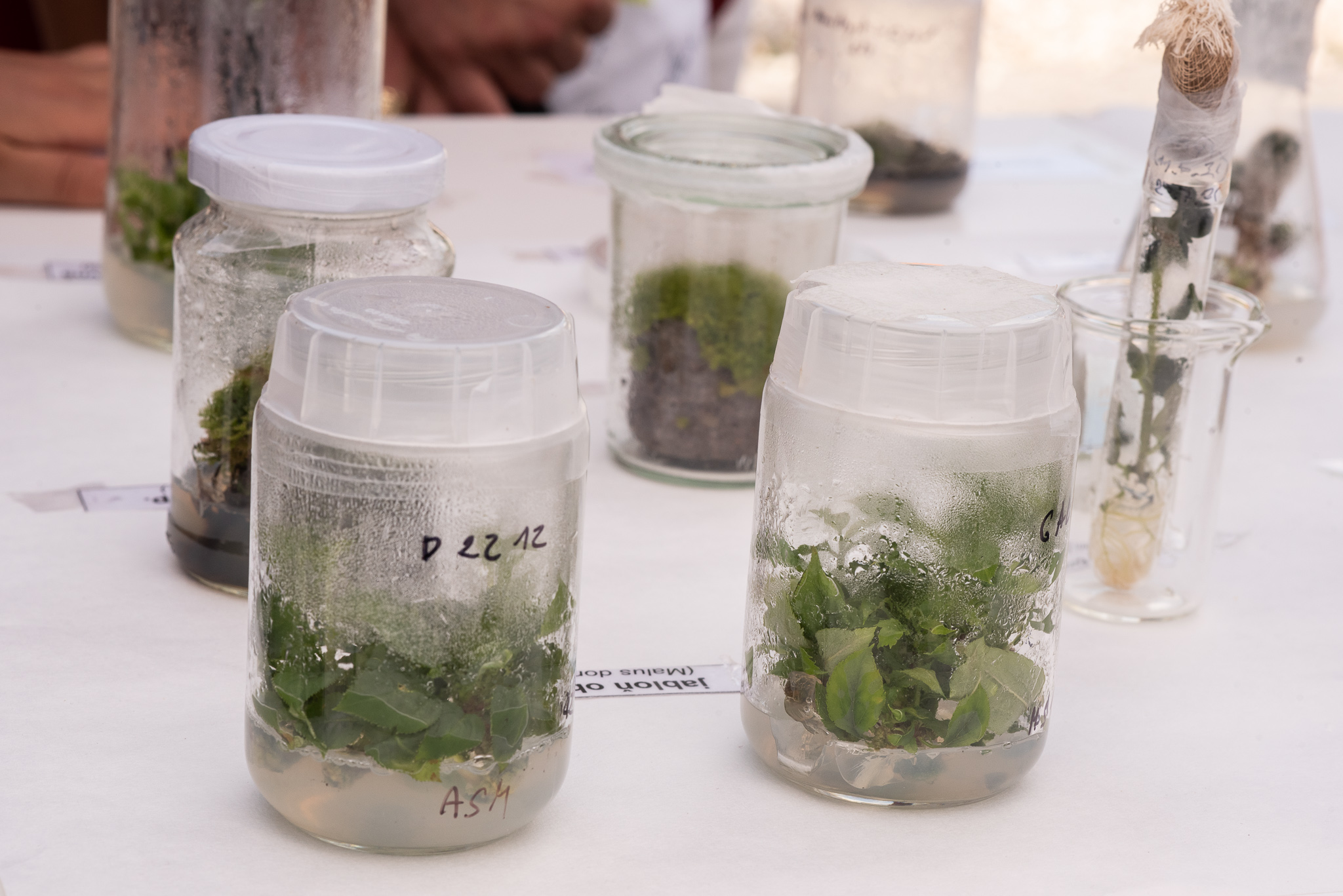 12_science_fest_kristyna.jpg